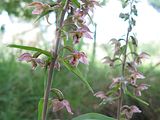 Orchis, breedbladige wespen-